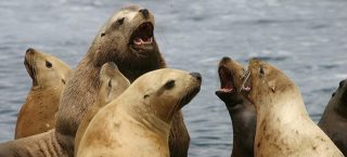 leones marinos