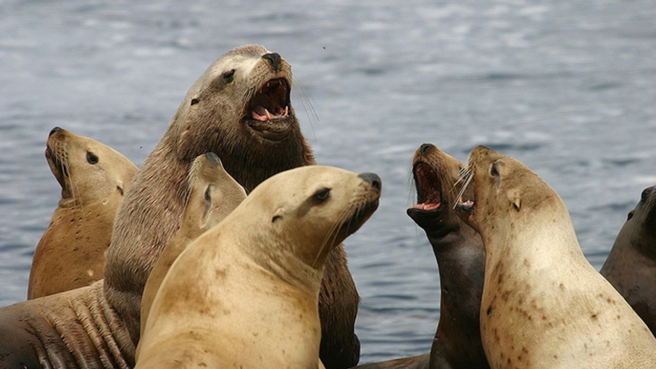 leones marinos