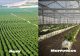 Campo agrícolas de Perú y Marruecos